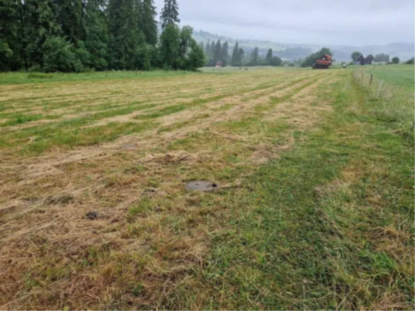 Rozległe pole z pokoszoną trawą w pasach, częściowo zielone, częściowo brązowe. Po lewej stronie gęsty las z wysokimi drzewami, w oddali wzgórza i chmurne niebo. Po prawej stronie czerwony pojazd rolniczy oraz ogrodzenie. Linie horyzontu są poziome, a drzewa stoją pionowo.