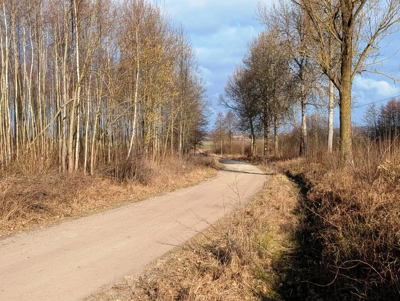 Piaszczysta, nieutwardzona droga prowadząca w głąb krajobrazu, otoczona z obu stron przez wysokie, bezlistne drzewa i suche, brązowe trawy. Niebo jest jasnoniebieskie z kilkoma białymi chmurami.