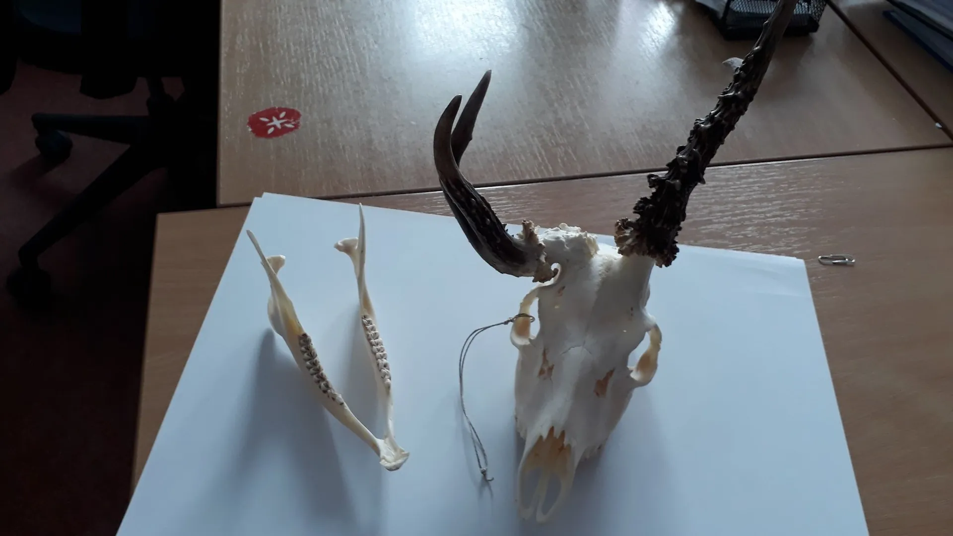Zdjęcie przedstawiające czaszkę zwierzęcia z rogami oraz oddzieloną żuchwę, ułożone na białej kartce papieru na drewnianym blacie. Czaszka jest jasna, z dwoma ciemnymi, zakrzywionymi rogami; jeden z nich jest dłuższy i bardziej chropowaty. Obok znajduje się otwarta żuchwa z widocznymi zębami.