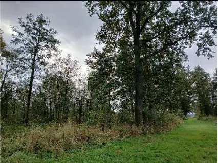 Krajobraz leśny z grupą wysokich, liściastych drzew o zielonych koronach. Na pierwszym planie znajduje się zielona trawa oraz obszar z suchymi, brązowymi trawami i niską roślinnością. Niebo jest zachmurzone i ma jasnoszary kolor.