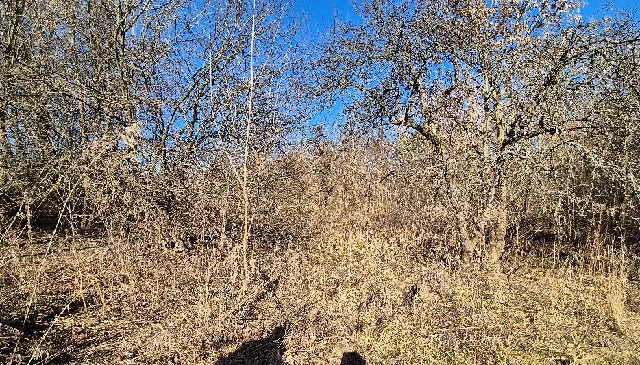 Krajobraz z gęstymi, bezlistnymi krzewami i drzewami na tle jasnoniebieskiego nieba. Na pierwszym planie widoczna jest sucha, żółtawa trawa i niskie zarośla.