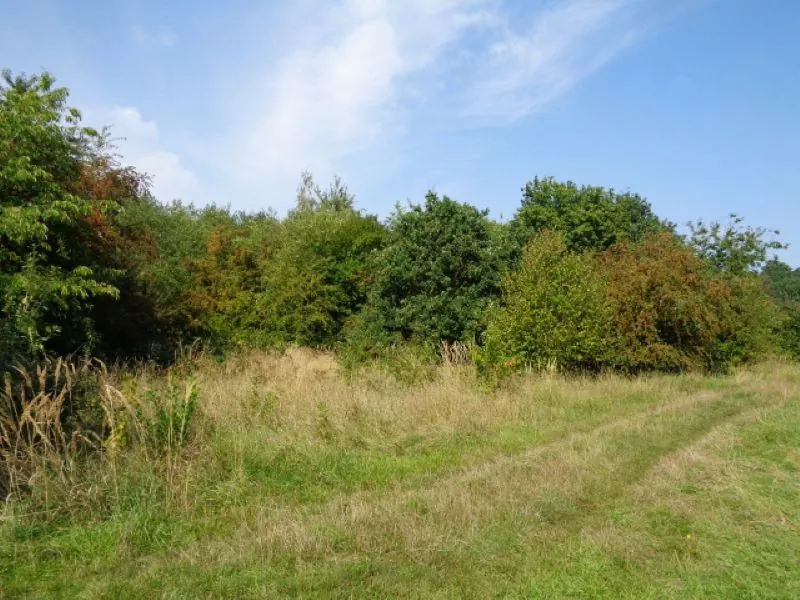 Obraz przedstawia naturalny krajobraz z trawiastym polem na pierwszym planie, częściowo wyschniętą trawą i ścieżką prowadzącą w głąb kadru. W tle rosną gęste krzewy i drzewa o zielonych oraz brązowych liściach. Niebo jest błękitne z rozproszonymi białymi chmurami. Brak widocznego tekstu lub ludzi.