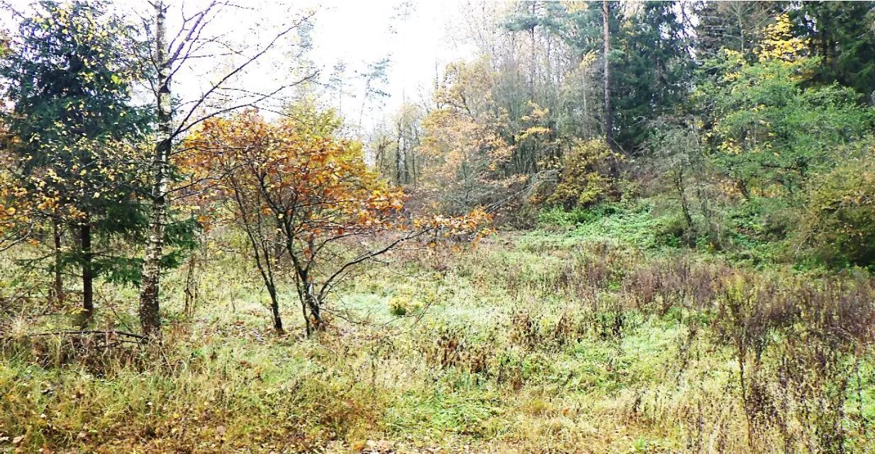 Grunt 145940 m² Gorczyce, Kowale Oleckie - zdjęcie 4