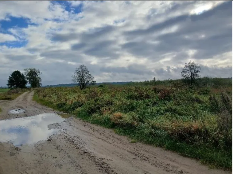 Krajobraz wiejski z piaszczystą, błotnistą drogą prowadzącą w głąb obrazu. Na drodze widoczne są kałuże z odbiciem nieba. Po prawej stronie drogi znajduje się nasyp porośnięty niską, zieloną i brązową roślinnością oraz krzewami. W oddali widoczne są pojedyncze drzewa oraz linia horyzontu z niskimi wzgórzami. Niebo jest częściowo zachmurzone z widocznymi białymi i szarymi chmurami oraz fragmentami błękitu.
