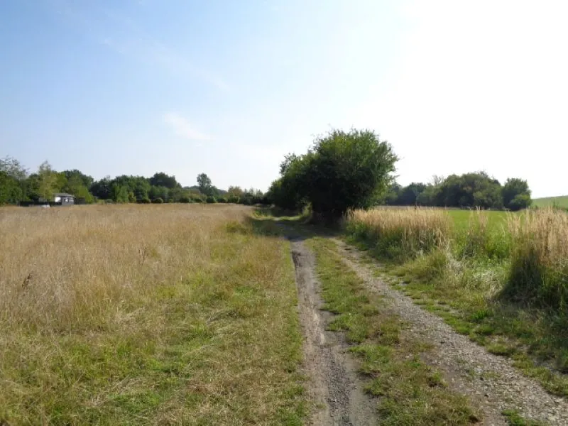 Widok na wiejską drogę ziemną biegnącą przez pola. Po lewej stronie wysoka, sucha trawa, po prawej żwirowa droga z zielonymi łatkami trawy. W tle drzewa i krzewy, w tym pojedyncze drzewo po prawej stronie drogi. Na horyzoncie widoczne są dodatkowe drzewa oraz niewielki budynek po lewej stronie. Niebo jest jasne z nielicznymi chmurami. Brak czytelnego tekstu.