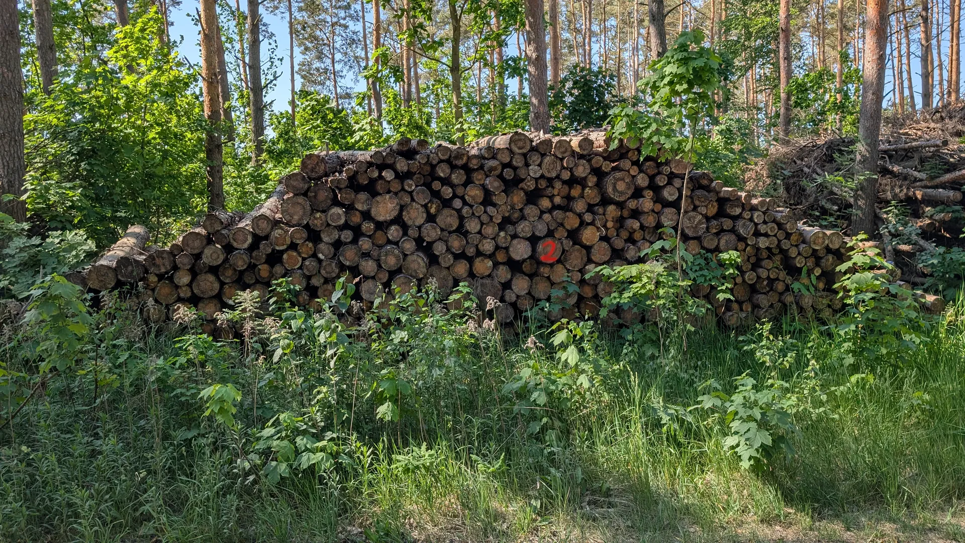 Drewno opałowe i sosna, 159,06m³ łącznie - Sprzedaż przez Urząd Skarbowy w Grudziądzu - zdjęcie 2