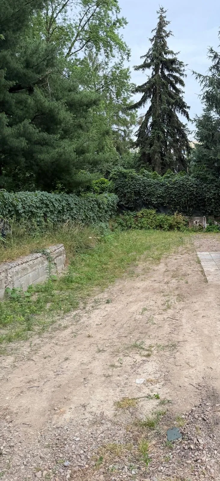 Zdjęcie przedstawiające fragment nieuprzątniętego podwórka lub terenu budowlanego. Na pierwszym planie widoczna jest piaszczysta, wydeptana ścieżka z kępkami trawy i żwirem. Po lewej stronie znajduje się niski, betonowy fundament lub murek. W tle widać gęsty żywopłot z bluszczu oraz wysokie drzewa, w tym charakterystyczną, wysoką jodłę lub świerk po prawej stronie.