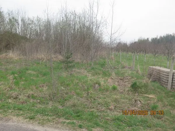 Krajobraz z wczesnowiosenną roślinnością. Na pierwszym planie znajduje się trawiasta polana z kępami zielonej i wyschniętej trawy. W tle widać gęstą ścianę bezlistnych drzew i krzewów. Po prawej stronie znajduje się rząd młodych drzewek wspartych na palikach oraz stos ułożonych poziomo betonowych płyt lub bloczków. W prawym dolnym rogu widnieje data i godzina: 15/04/2026 09:53.