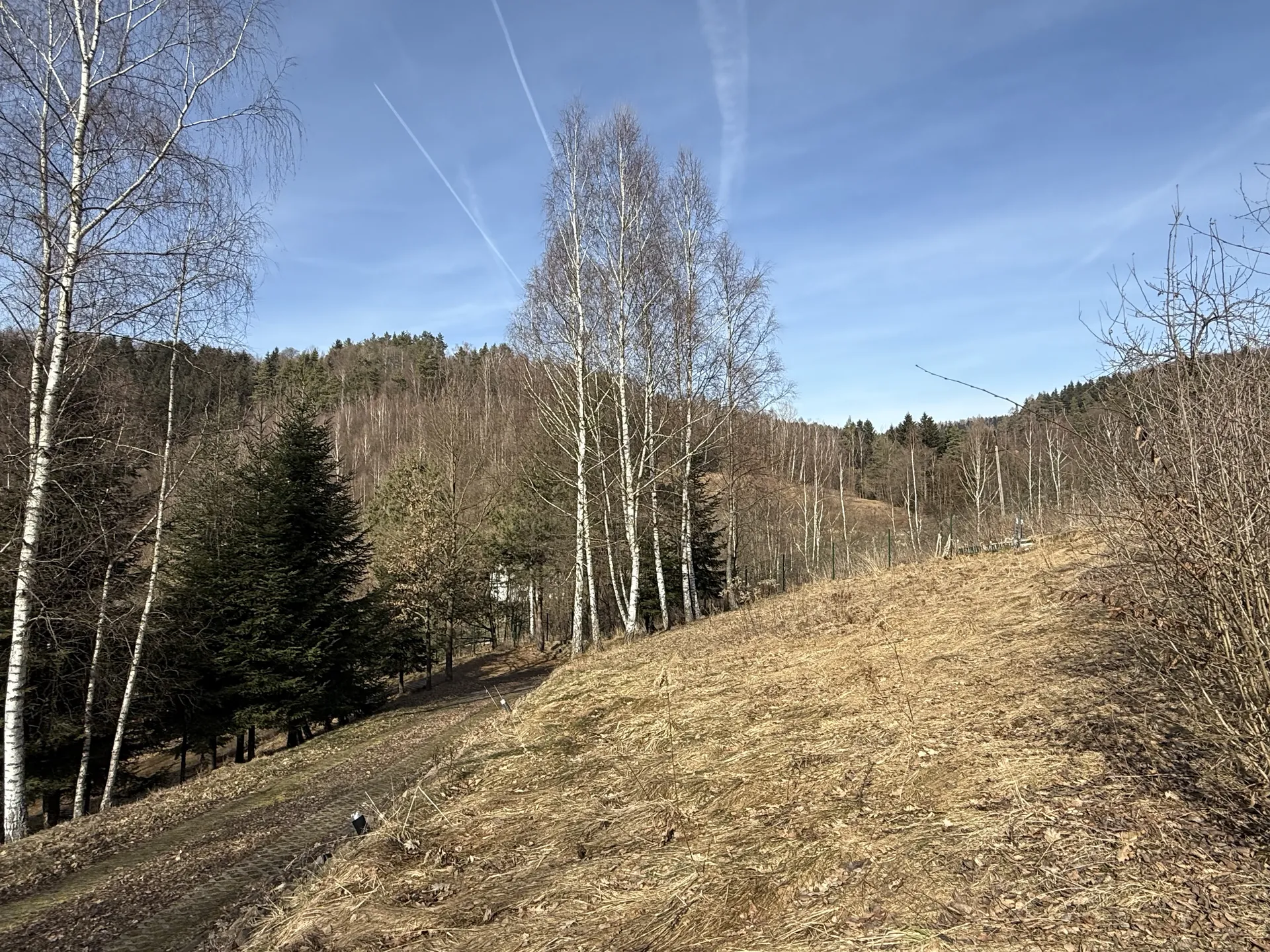 Krajobraz z suchą trawą na stoku wzgórza, wysokimi brzozami o białych pniach, iglastymi drzewami oraz lasem na tle wzgórz. Niebo jest błękitne z widocznymi śladami samolotowymi. W oddali znajdują się zalesione wzgórza i fragment białego budynku.
