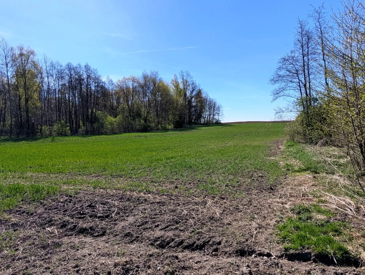 Krajobraz wiejski przedstawiający zielone pole uprawne pod bezchmurnym, niebieskim niebem. W tle, po lewej stronie, znajduje się pas lasu z drzewami wczesną wiosną. Na pierwszym planie widoczny jest fragment przekopanej, ciemnej ziemi. Po prawej stronie znajdują się pojedyncze drzewa i krzewy.