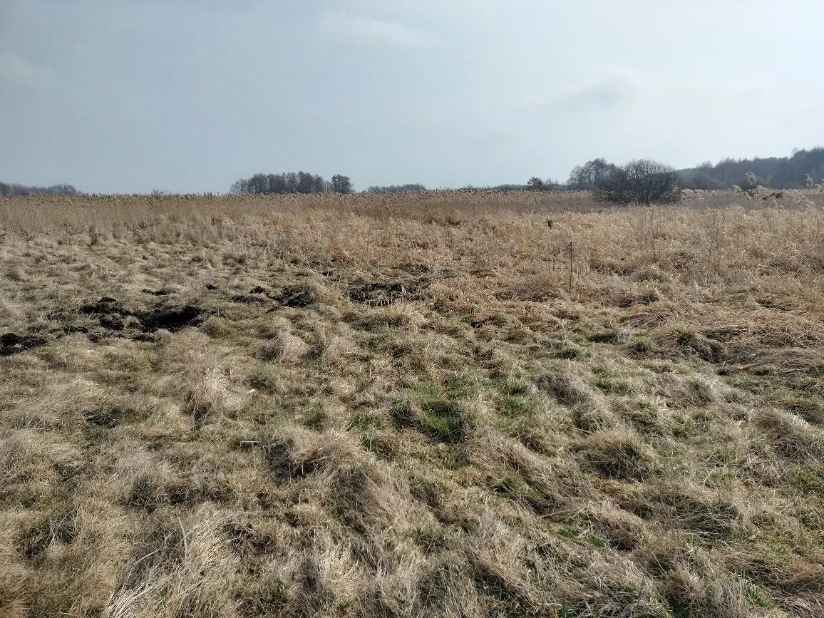 Rozległe pole z wyschniętą, brązową trawą i roślinnością bagienną. W oddali widoczna linia drzew oraz pas trzcin pod jasnym, lekko zachmurzonym niebem.