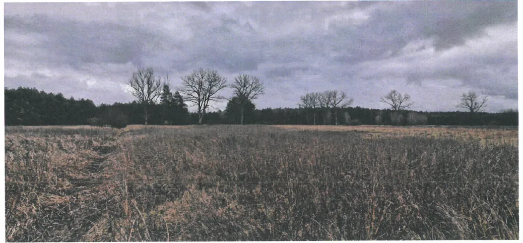 Pole porośnięte suchą trawą, na tle kilka bezlistnych drzew i gęsty las. Niebo pokryte ciężkimi, szarymi chmurami. Horyzont poziomy, brak widocznego tekstu.