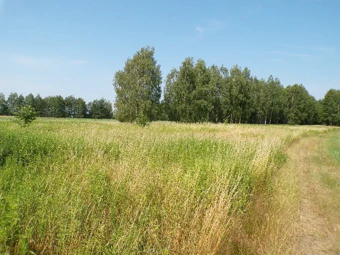 Krajobraz z rozległym polem wysokich, żółto-zielonych traw i roślinności. W tle znajduje się gęsty pas zielonych drzew liściastych pod jasnoniebieskim, bezchmurnym niebem. Po prawej stronie widoczna jest wąska, piaszczysta ścieżka prowadząca w głąb pola.