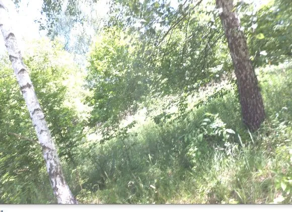 Zdjęcie przedstawiające fragment lasu z gęstą, zieloną roślinnością, krzewami i drzewami. Po lewej stronie widoczny jest biały pień brzozy, a po prawej ciemniejszy pień innego drzewa. Obraz jest prześwietlony w górnej części, gdzie przebija światło słoneczne przez liście.
