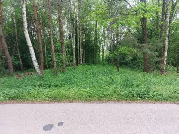 Widok na skraj lasu z gęstą, zieloną roślinnością i drzewami liściastymi oraz iglastymi. Na pierwszym planie znajduje się jasna, piaszczysta droga z dwoma ciemnymi plamami na powierzchni.