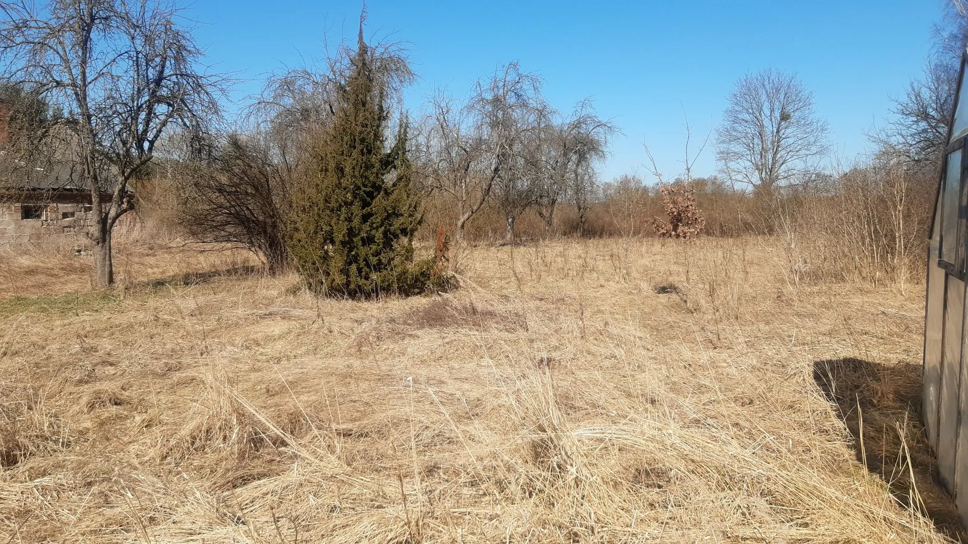 Krajobraz z wyschniętą, żółtą trawą na pierwszym planie. W tle widać kilka bezlistnych drzew oraz jedno gęste, zielone drzewo iglaste w kształcie stożka. Po lewej stronie widoczny jest fragment starego budynku z cegły i drewna. Niebo jest bezchmurne i jasnoniebieskie.
