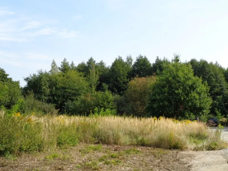 Krajobraz z wysoką trawą na pierwszym planie, gęstym lasem drzew liściastych w tle i jasnym niebem z nielicznymi chmurami. Po prawej stronie widoczna jest częściowo droga ziemna oraz fragment ciemnego pojazdu. Horyzont jest poziomy, a całość przedstawia naturalny, zielony teren.