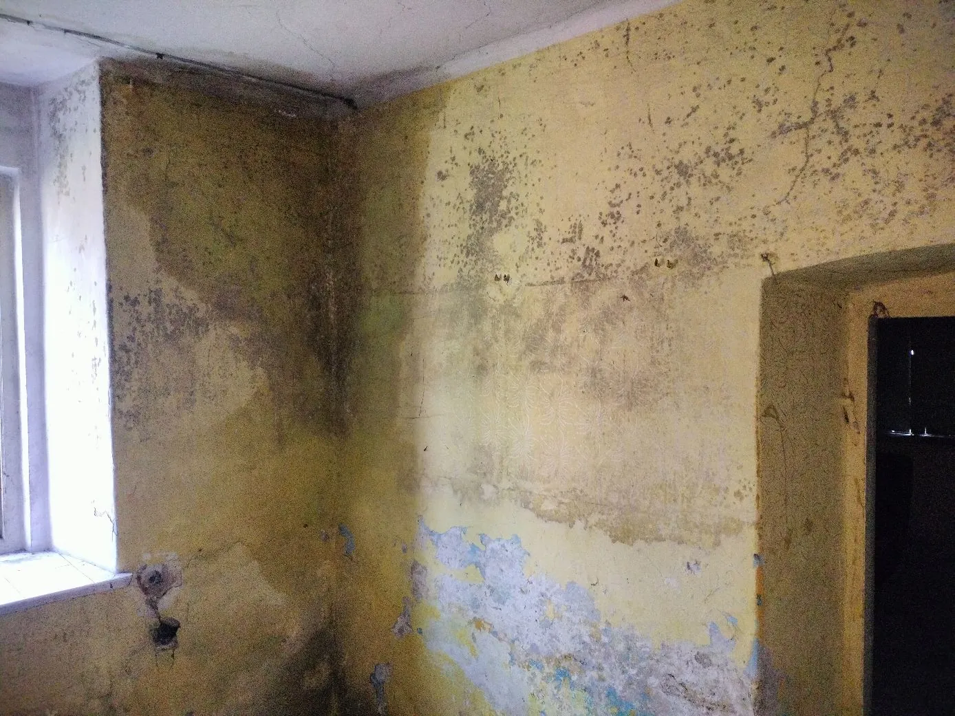 Zdjęcie wnętrza pomieszczenia z mocno zniszczonymi ścianami. Ściany są pomalowane na żółto, ale farba łuszczy się, odsłaniając białe i niebieskie warstwy pod spodem. Widoczne są liczne przebarwienia, plamy wilgoci oraz ciemne wykwity pleśni, szczególnie w narożniku i w górnej części ściany. Po lewej stronie znajduje się fragment okna, a po prawej otwór drzwiowy prowadzący do ciemnego pomieszczenia.