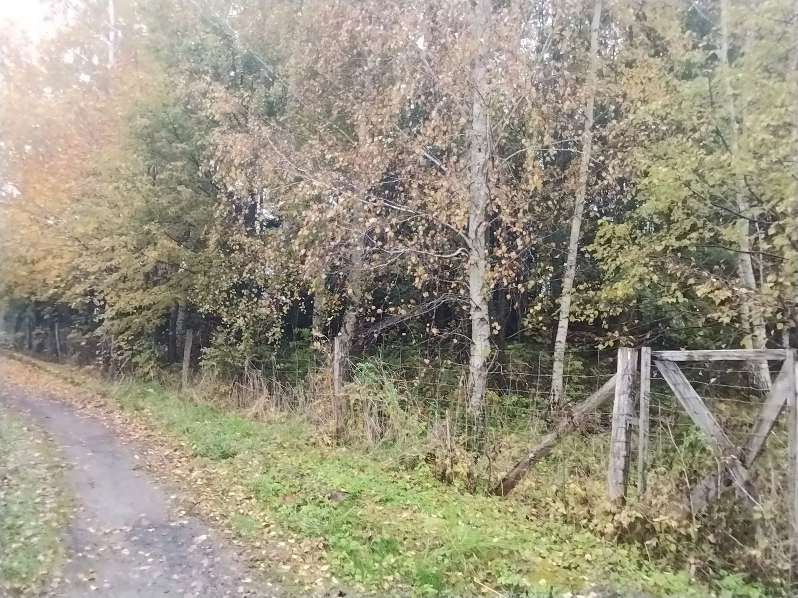 Grunt 3000 m² Krekole - Licytacja w Bartoszycach - zdjęcie 1
