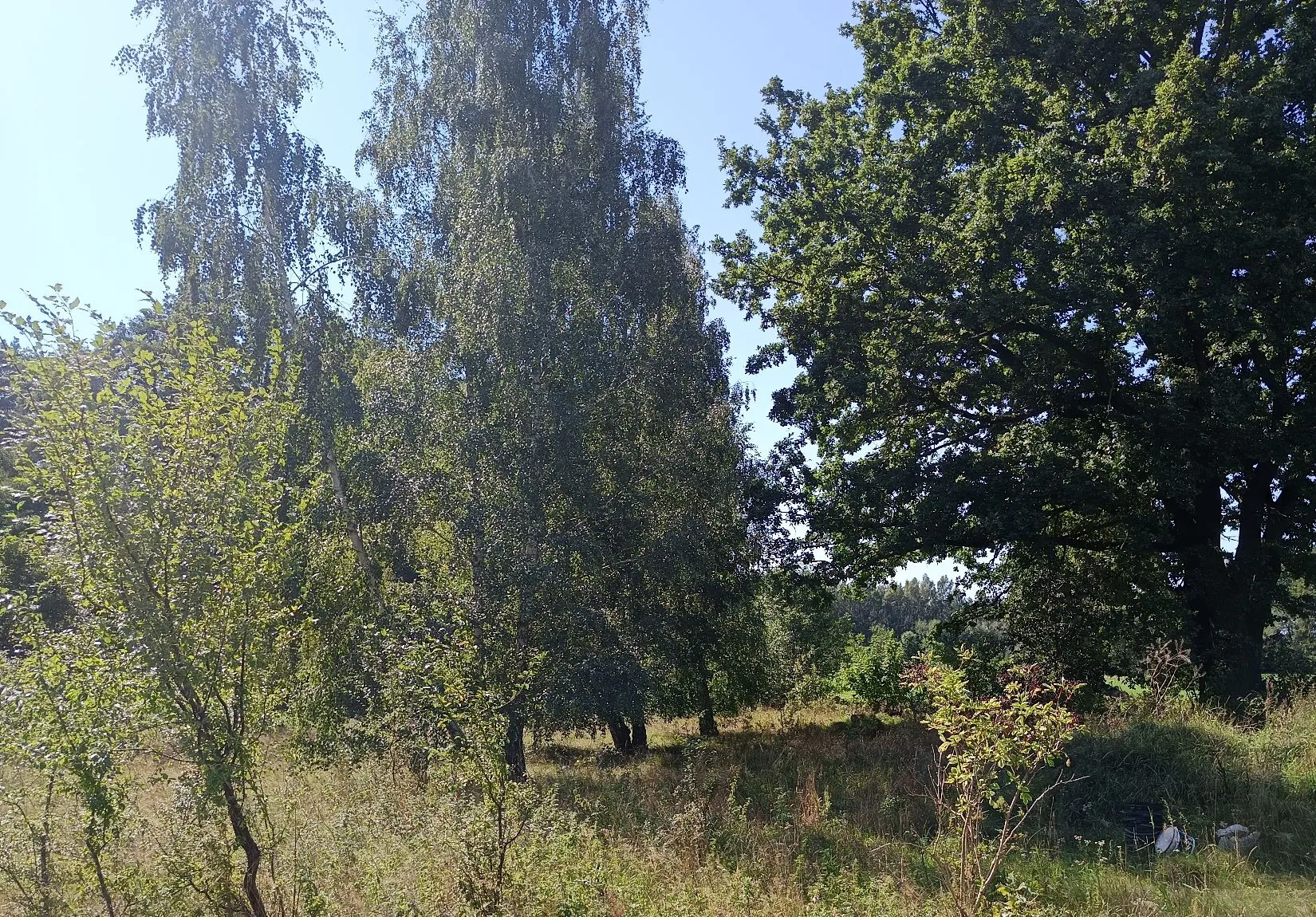 Krajobraz z grupą wysokich, zielonych drzew liściastych na tle jasnego, błękitnego nieba. Na pierwszym planie widoczna jest polana z wysoką, wyschniętą trawą i mniejszymi krzewami.
