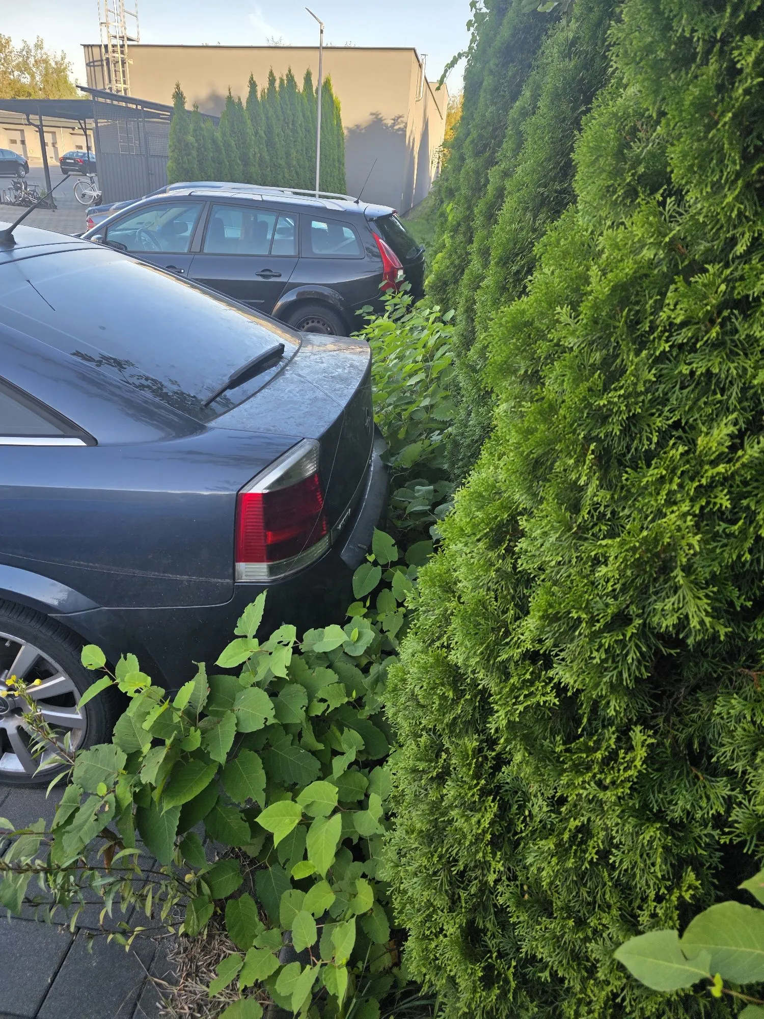 Zdjęcie przedstawia tył ciemnoszarego samochodu osobowego zaparkowanego obok gęstego, zielonego żywopłotu z tuj. Za pierwszym autem widoczny jest kolejny, czarny samochód typu kombi. W tle znajduje się jasny budynek przemysłowy oraz wysoka antena masztowa.