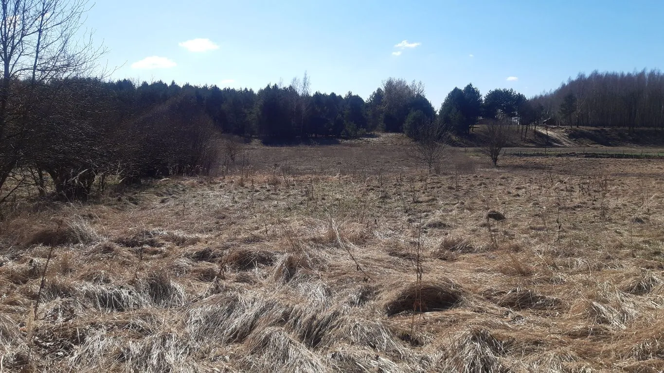 Krajobraz przedstawiający otwartą przestrzeń z wyschniętą, brązową trawą na pierwszym planie. W tle znajduje się gęsty pas ciemnozielonego lasu pod jasnoniebieskim niebem z kilkoma małymi, białymi chmurami. Po lewej stronie widoczne są bezlistne krzewy i drzewa.