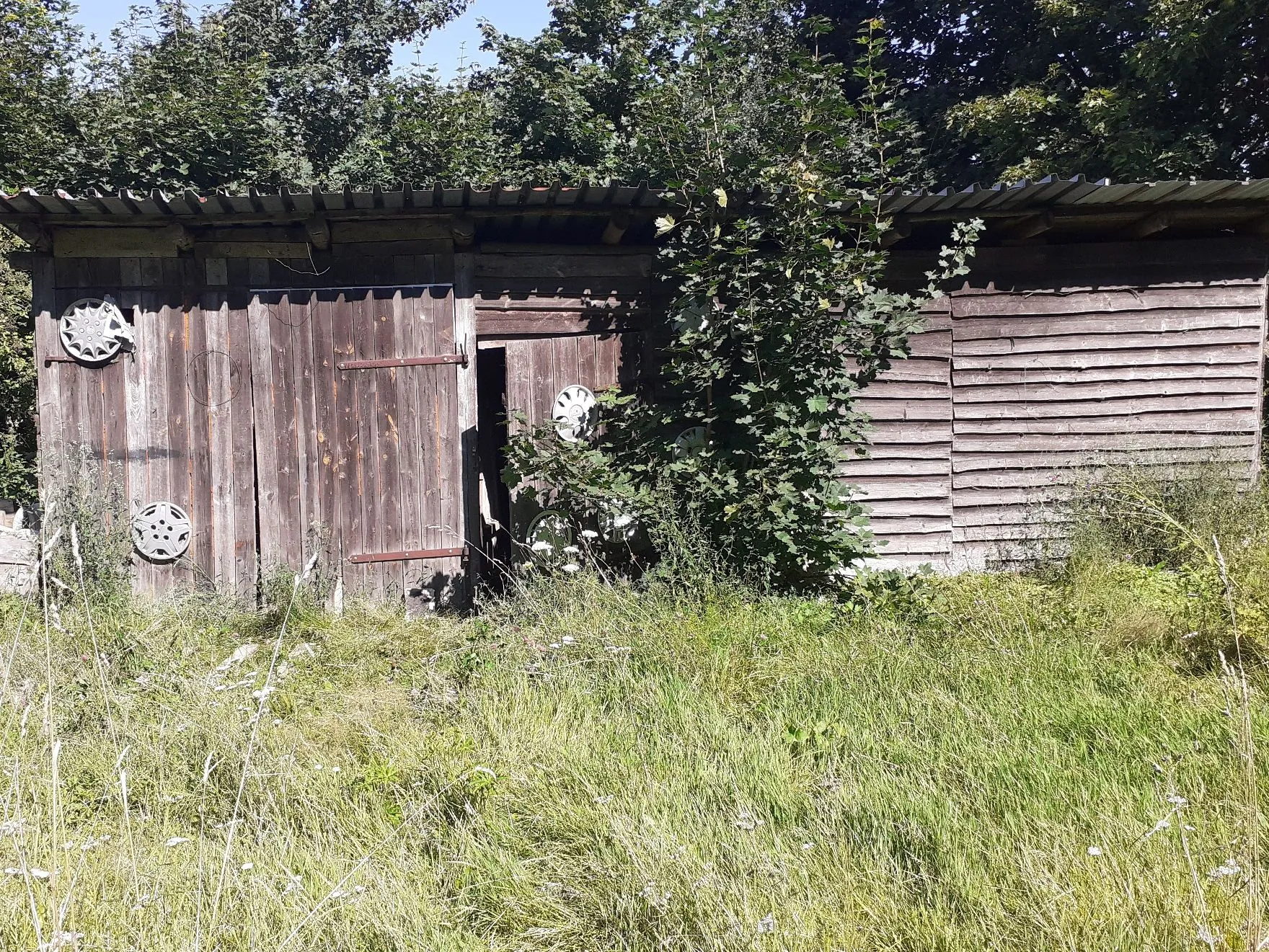 Stary, drewniany budynek gospodarczy z falistym dachem, otoczony wysoką trawą i krzewami. Do drewnianych ścian przymocowane są okrągłe, metalowe elementy przypominające tarcze lub koła z otworami. Po lewej stronie znajdują się zamknięte, ciemnobrązowe drzwi z metalowymi zawiasami.