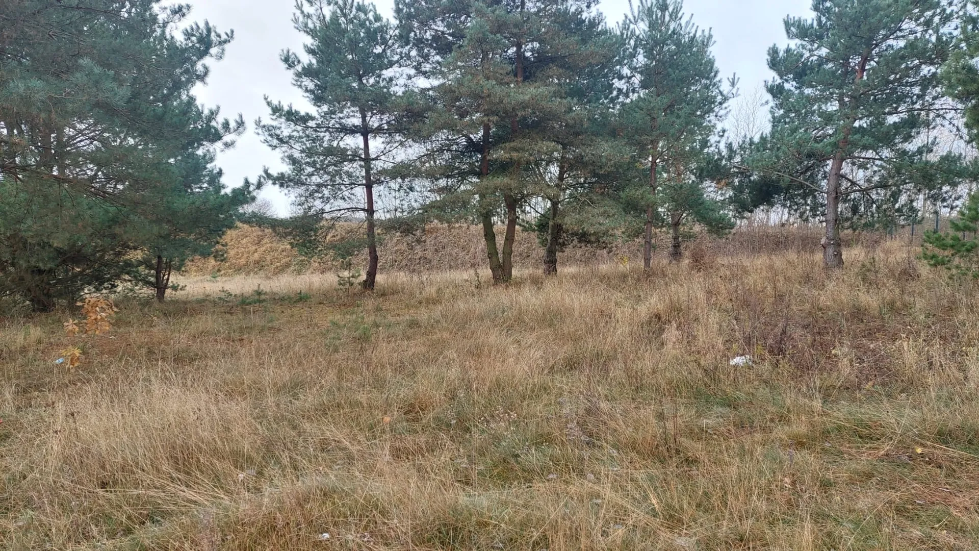 Krajobraz jesienny przedstawiający polanę z suchą, żółto-brązową trawą. W tle znajduje się grupa wysokich sosen o ciemnozielonych igłach. Niebo jest zachmurzone i jasne.