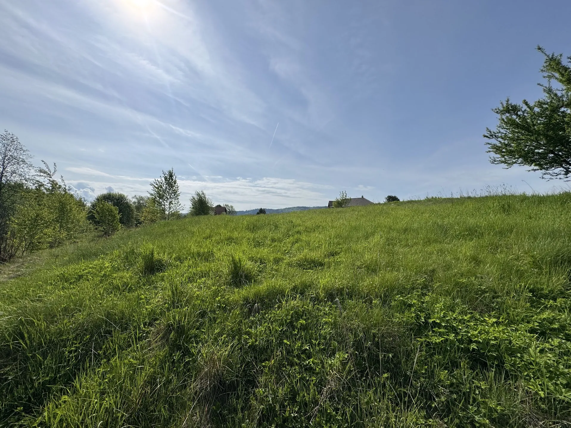 Zielone pole trawiaste rozciągające się na wzgórzu, z kilkoma drzewami po lewej i prawej stronie. W oddali widoczne są dwa domy z dachami, a na horyzoncie rozciągają się wzgórza. Niebo jest błękitne z rozproszonymi chmurami i słońcem w lewym górnym rogu. Na niebie widoczna jest również cienka linia, prawdopodobnie ślad po samolocie.