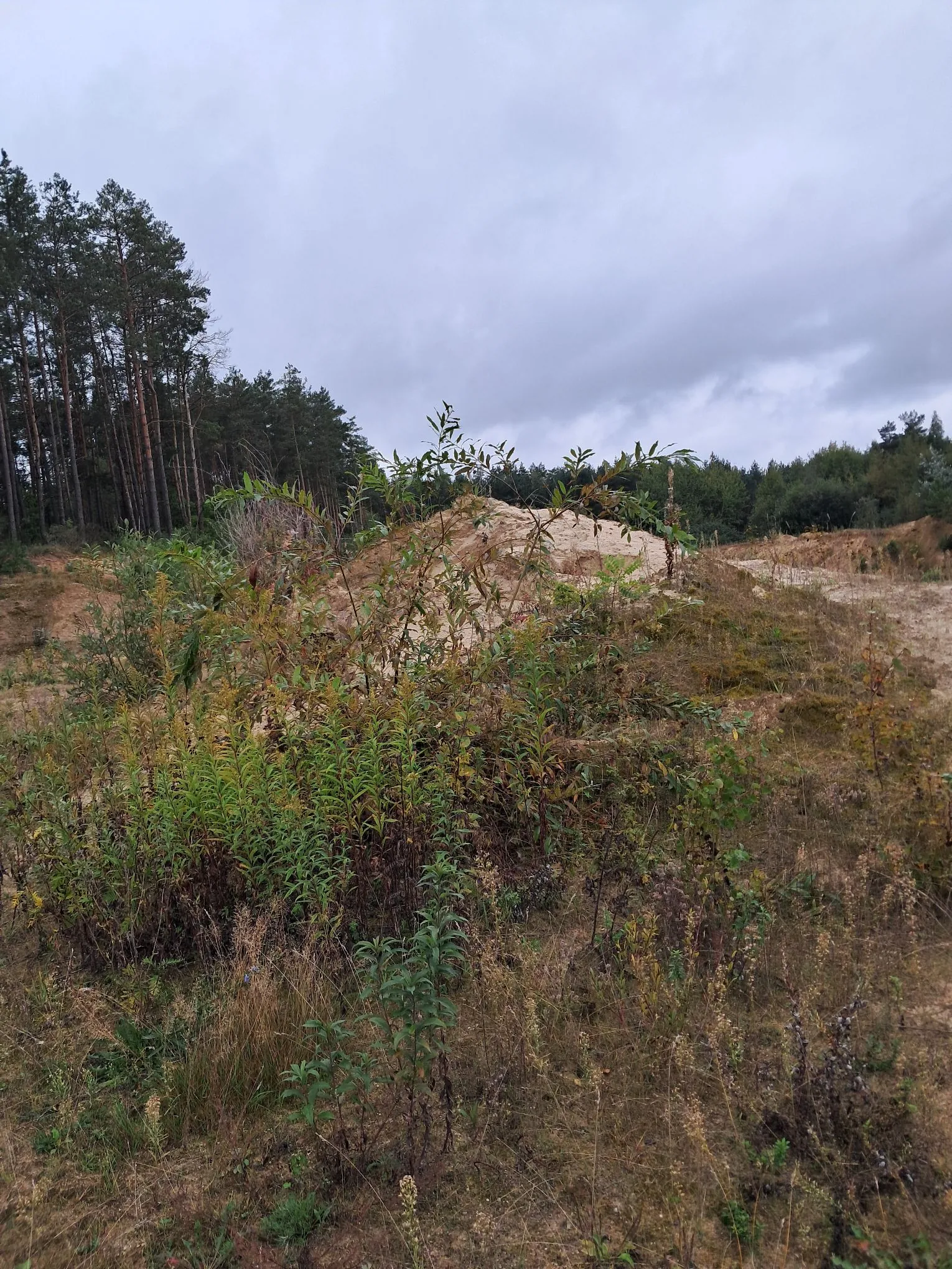 Krajobraz z piaszczystym wzniesieniem w centrum, porośniętym niskimi, zielonymi krzewami i trawami. W tle po lewej stronie widoczny jest gęsty las sosnowy, a w oddali linia drzew pod zachmurzonym, szarym niebem.
