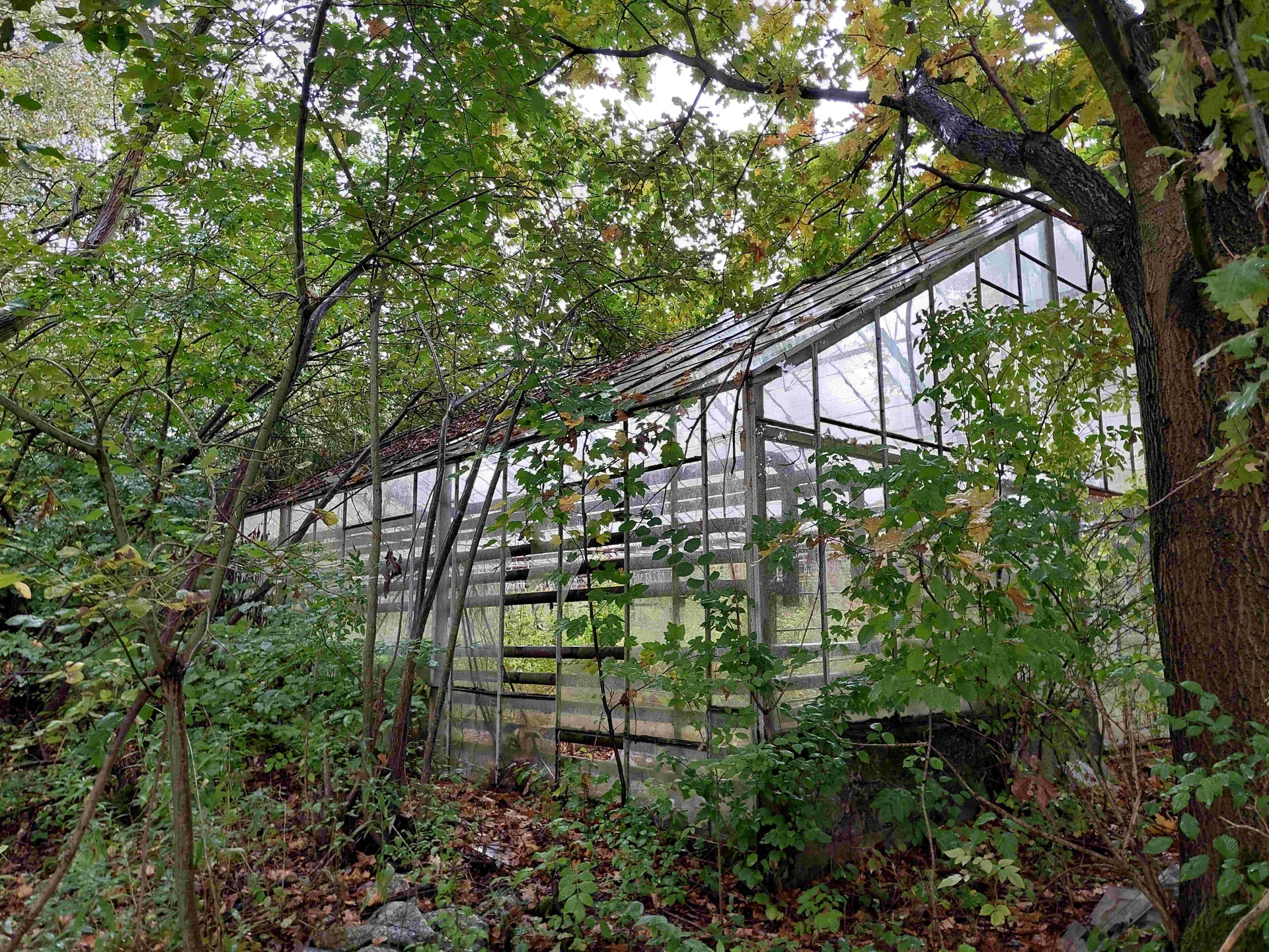 Stara szklarnia z metalowymi ramami i szklanymi panelami, częściowo zarośnięta przez drzewa i krzewy. Wokół rosną wysokie drzewa z zielonymi liśćmi, na ziemi leżą opadłe liście i kamienie. Tło stanowi rozmyty widok lasu i nieba.