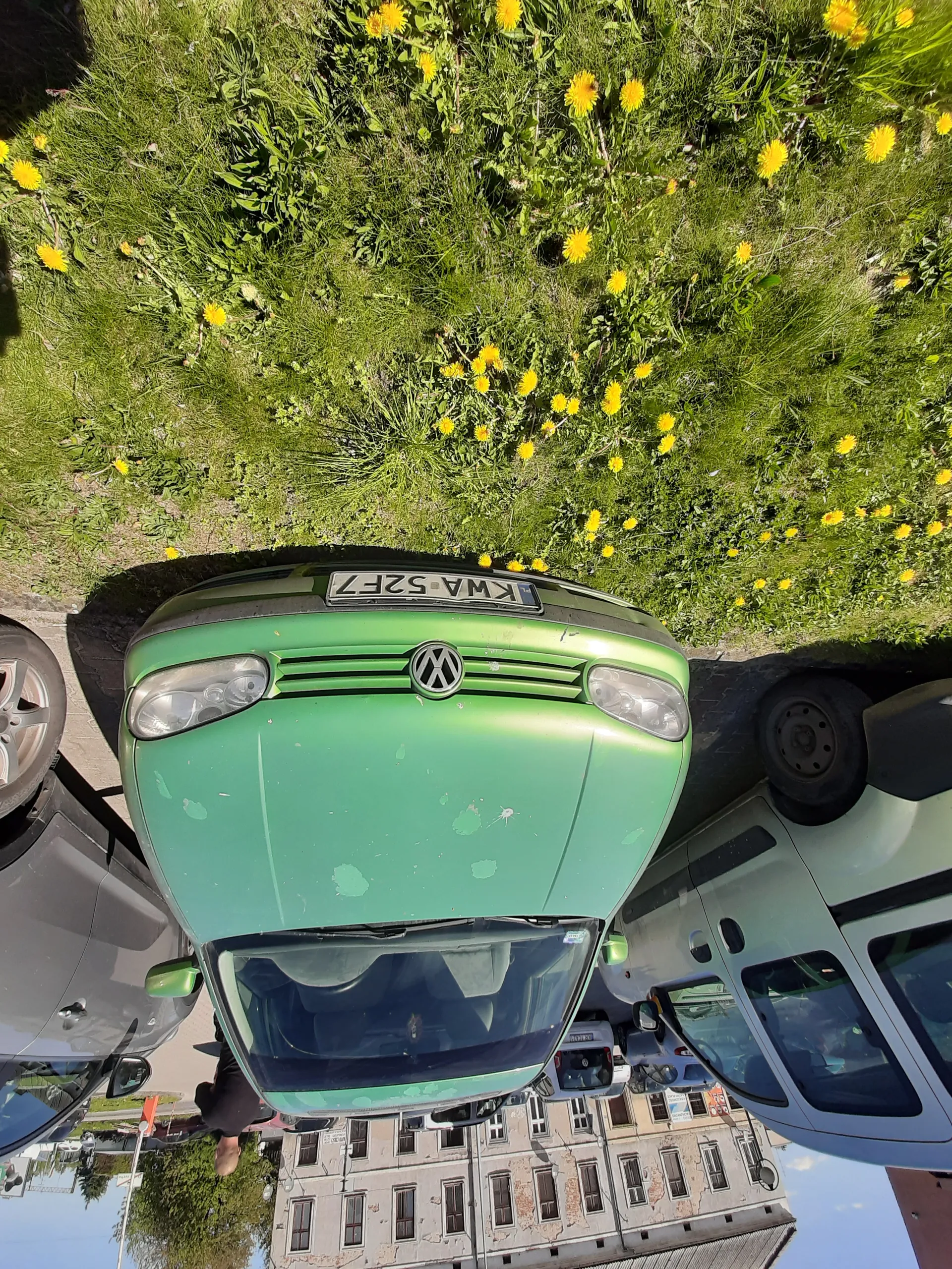 Zielony samochód marki Volkswagen z widoczną tablicą rejestracyjną KWA 52F7, zaparkowany na nawierzchni obok trawnika z żółtymi kwiatami (mniszkiem lekarskim). Na masce pojazdu znajdują się plamy farby. W tle widoczne są inne pojazdy, w tym szary samochód i furgonetka, oraz wielopiętrowy budynek z oknami. Na trawniku rosną liczne kwiaty, a na tle budynku znajduje się osoba w ciemnej odzieży.