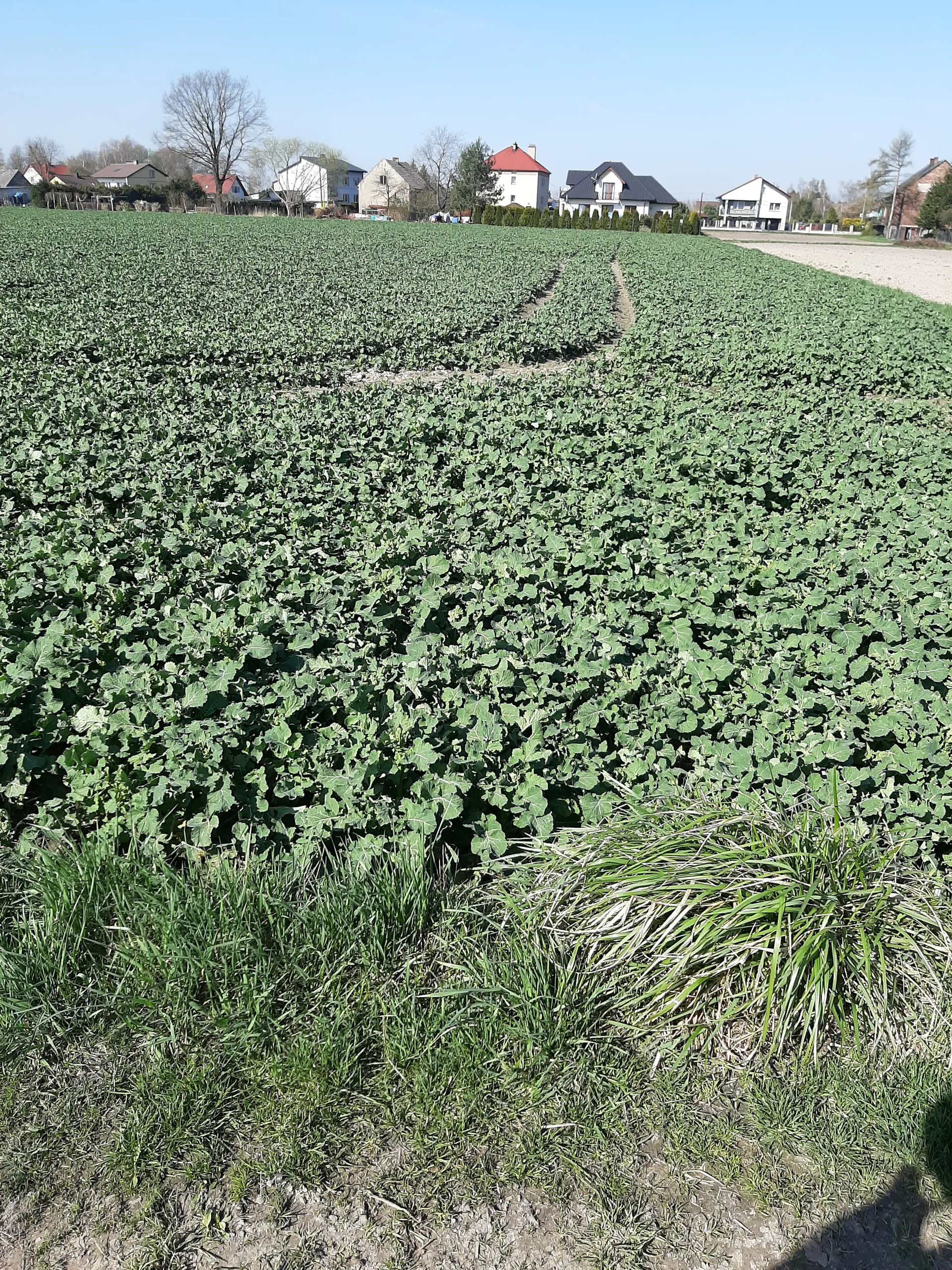 Rozległe pole z zielonymi uprawami rolnymi, na którym widoczne są rzędy roślin. W tle domy mieszkalne z różnymi kolorami dachów (czerwony, czarny, szary), drzewa bez liści oraz jasne niebo. W pierwszym planie trawa i fragmenty odsłoniętej ziemi. Horyzont jest poziomy, a całość ujęta w słoneczny dzień.