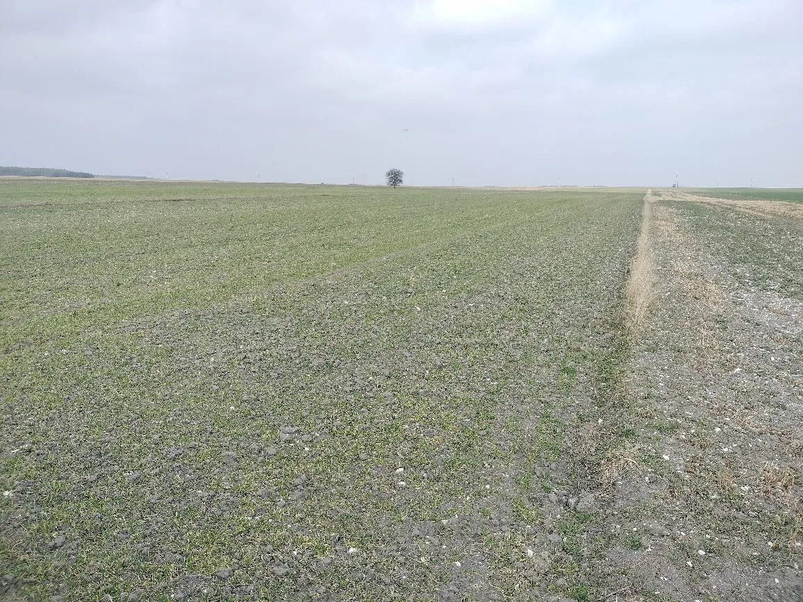 Szeroki widok na rozległe, płaskie pole uprawne z rzadką, zieloną roślinnością wyrastającą z szarej, grudkowatej ziemi. Po prawej stronie widoczna jest wąska, piaszczysta ścieżka prowadząca w głąb pola. Na horyzoncie, w oddali, znajduje się pojedyncze drzewo pod zachmurzonym, jasnoszarym niebem.