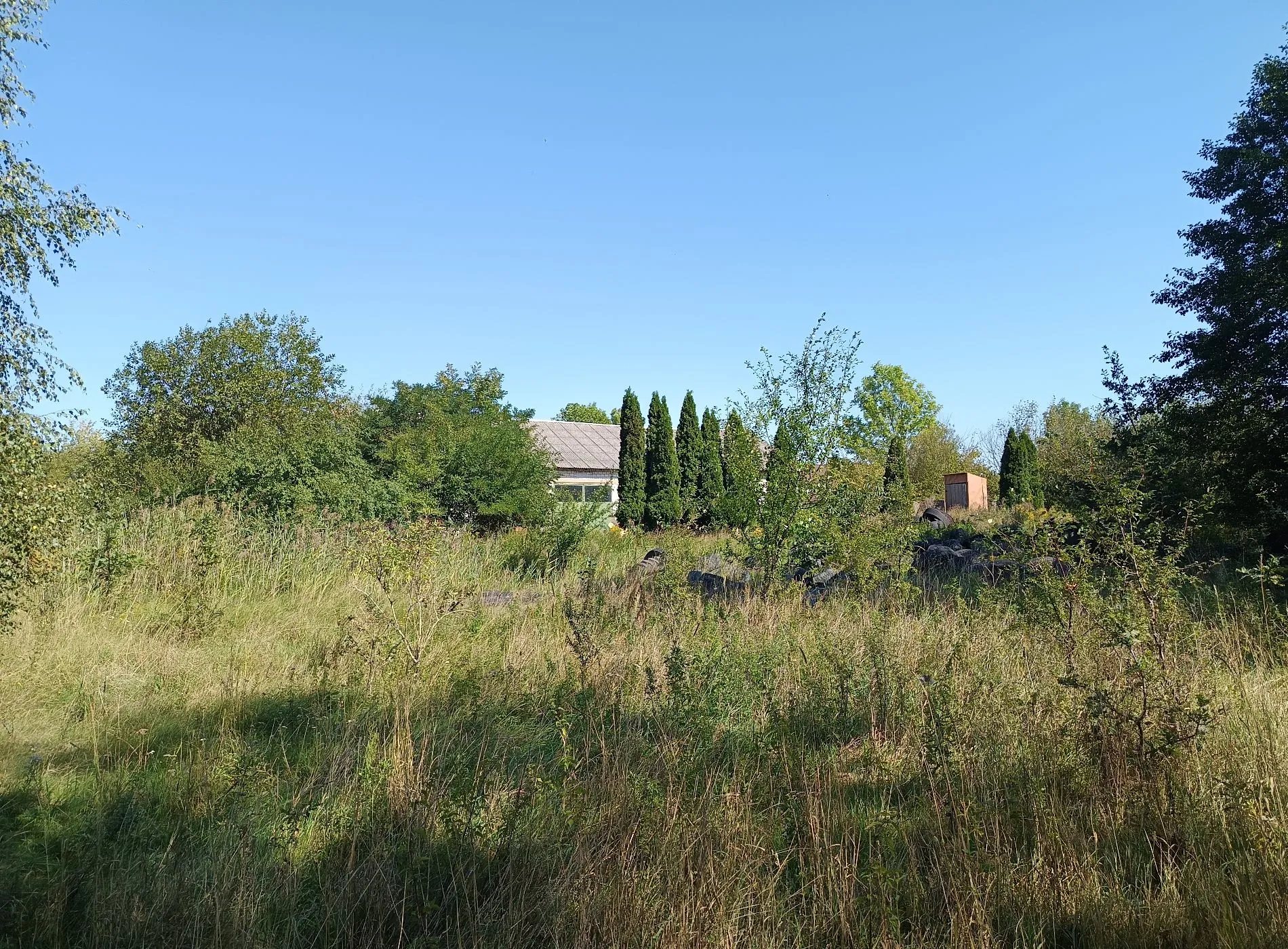 Krajobraz z dziką, wysoką trawą i krzewami na pierwszym planie. W tle widoczny jest fragment jasnego budynku z dachem oraz rząd wysokich, wąskich drzew iglastych (tui). Po prawej stronie znajduje się mała, brązowa budka lub szafka. Niebo jest bezchmurne i jasnoniebieskie.