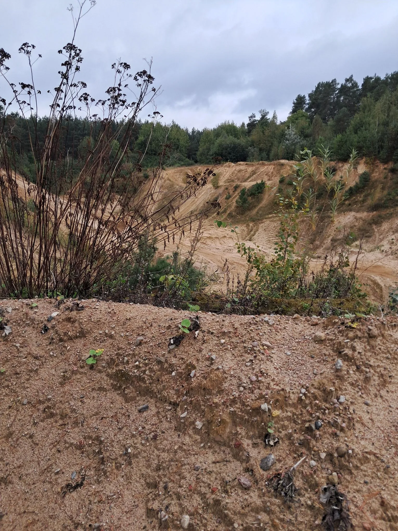 Krajobraz przedstawiający piaszczysty wyrobisko lub kamieniołom z wysokimi, piaszczystymi skarpami w kolorze beżowym. Na pierwszym planie widoczny jest nasyp z piasku i drobnych kamieni z pojedynczymi kępkami zielonej roślinności. Po lewej stronie znajdują się wysuszone, brązowe łodygi roślin. W tle widać gęsty, zielony las pod zachmurzonym, szarym niebem.
