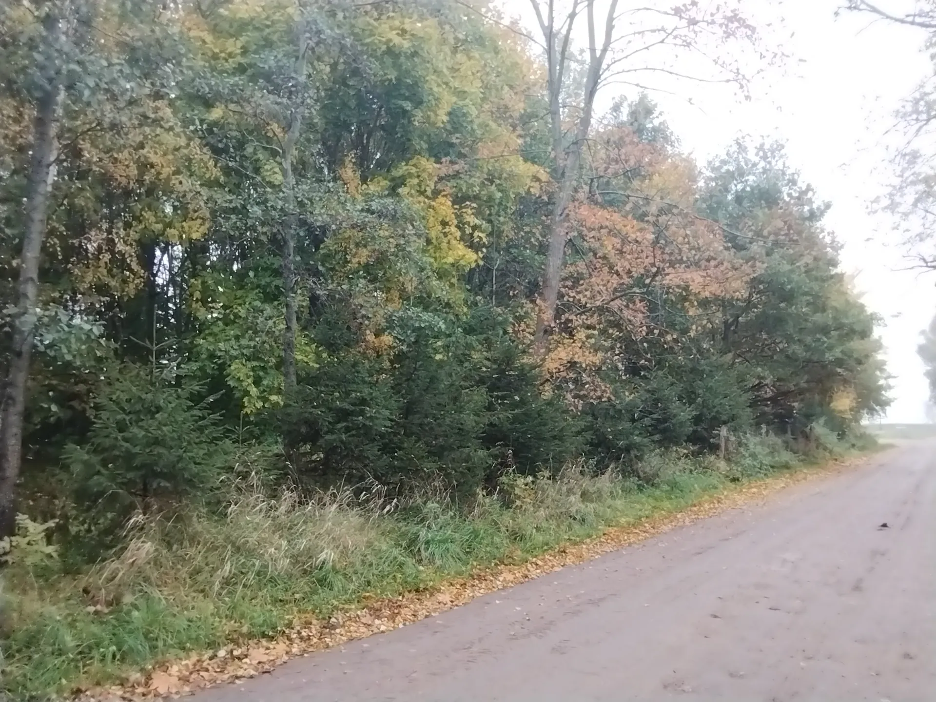 Droga ziemna biegnąca wzdłuż gęstego lasu z drzewami o zielonych i jesiennych, pomarańczowo-żółtych liściach. Po lewej stronie drogi rosną wysokie trawy i opadłe liście, a w tle widać rozmyty horyzont. Niebo jest pochmurne, a całość przedstawia spokojny, wiejski krajobraz.