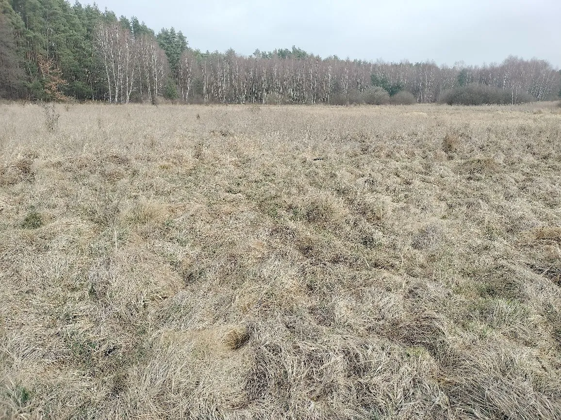 Szeroki widok na otwartą przestrzeń z wyschniętą, beżowo-brązową trawą i niską roślinnością. W tle znajduje się gęsty pas lasu z widocznymi białymi pniami brzóz oraz ciemniejszymi drzewami iglastymi pod jasnym, zachmurzonym niebem.