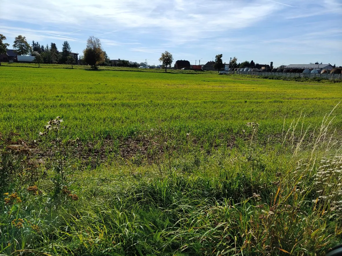 Szeroki widok na zielone pole uprawne pod jasnym, lekko zachmurzonym niebem. Na pierwszym planie widać dziką trawę i chwasty. W oddali znajduje się linia drzew oraz kilka budynków gospodarczych i mieszkalnych.
