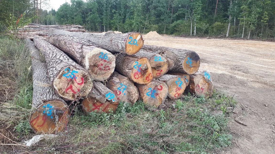 Stos ściętych pni drzew ułożonych poziomo na poboczu piaszczystej drogi. Na przekrojach pni widoczne są niebieskie i czerwone oznaczenia w formie cyfr i symboli. W tle znajduje się gęsty las liściasty i iglasty.