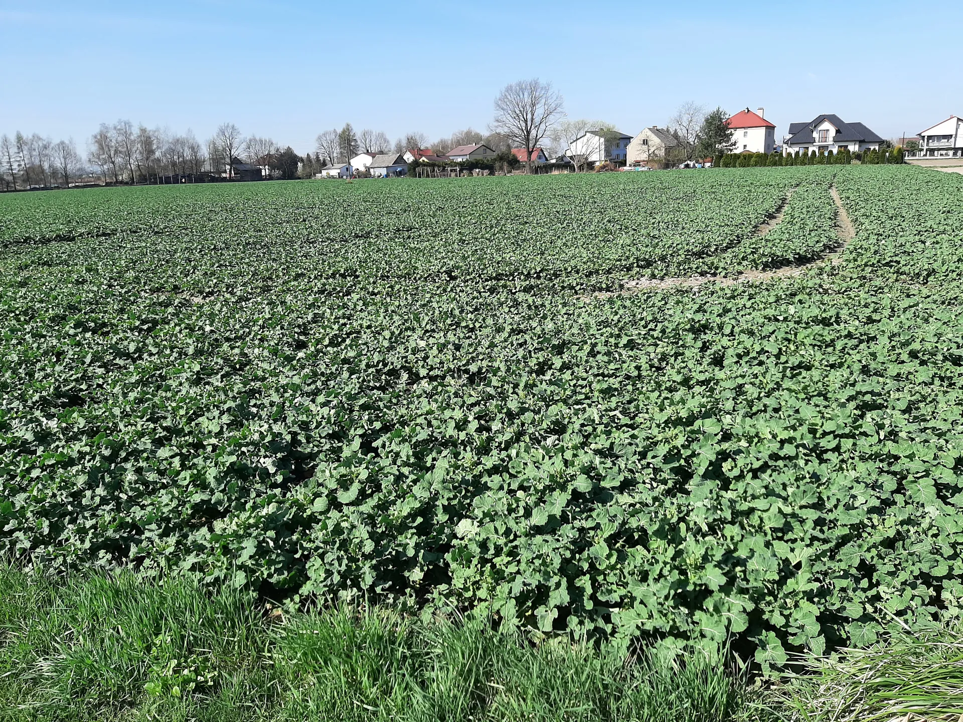 Udział 1/3 w nieruchomości 13 144 m² Zator, ul. Diamentowa/Stawowa - zdjęcie 2