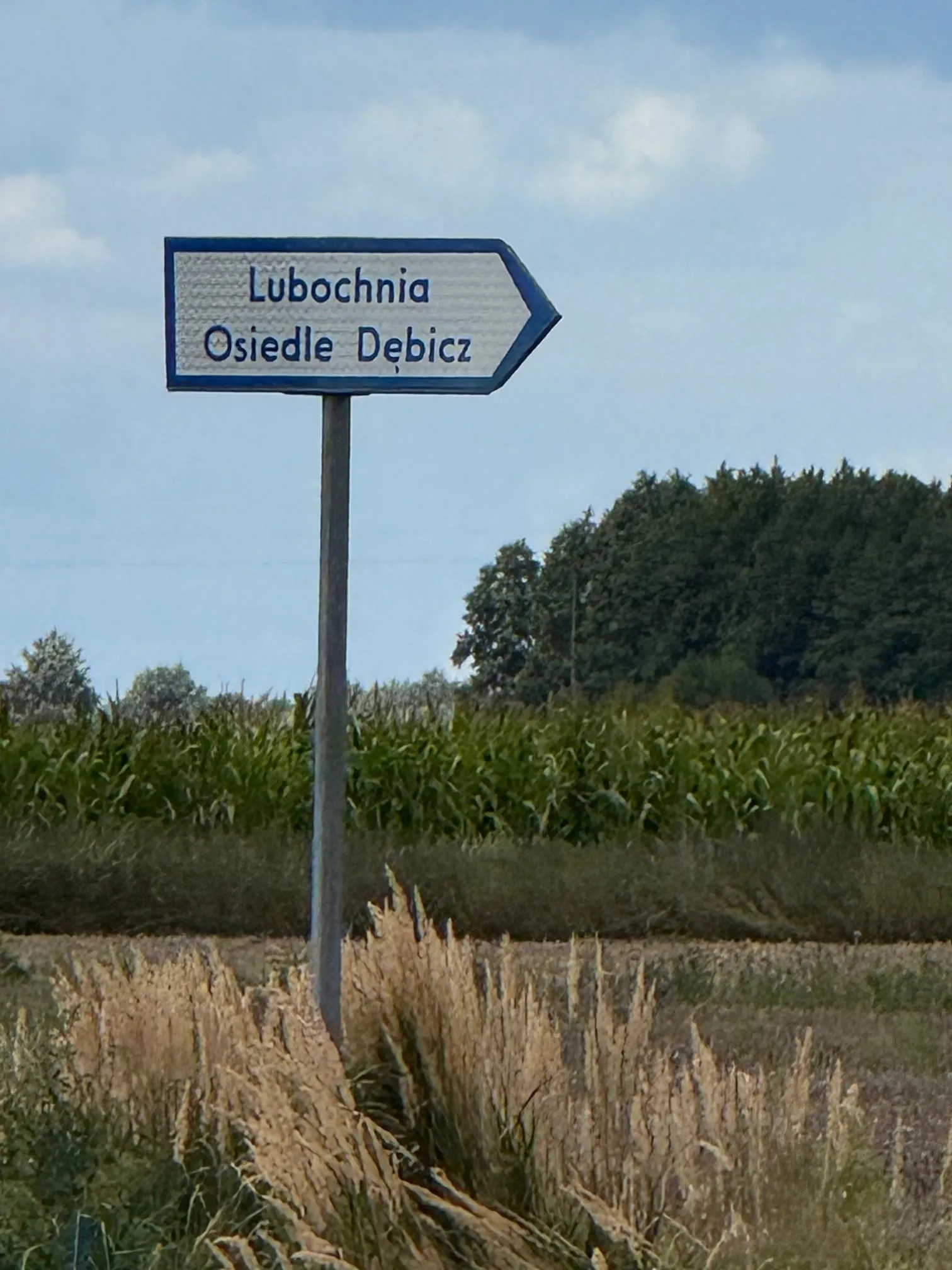 Niebieski znak drogowy w kształcie strzałki skierowanej w prawo, zamontowany na metalowym słupie. Na znaku znajduje się biały napis: 'Lubochnia Osiedle Dębicz'. W tle widoczne jest pole kukurydzy, pas drzew oraz jasne niebo z lekkimi chmurami. Na pierwszym planie znajdują się wysokie, suche trawy.