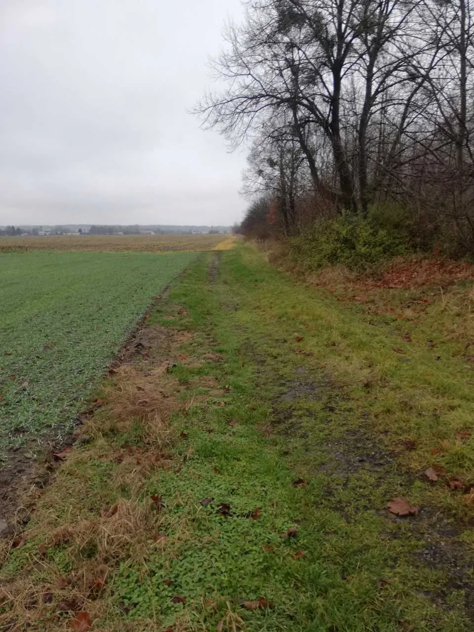 Krajobraz wiejski przedstawiający wąską, błotnistą ścieżkę biegnącą wzdłuż pola. Po lewej stronie znajduje się pole z niską, zieloną roślinnością, a po prawej pas trawy i gęsty rząd bezlistnych drzew oraz krzewów. Niebo jest zachmurzone i szare.
