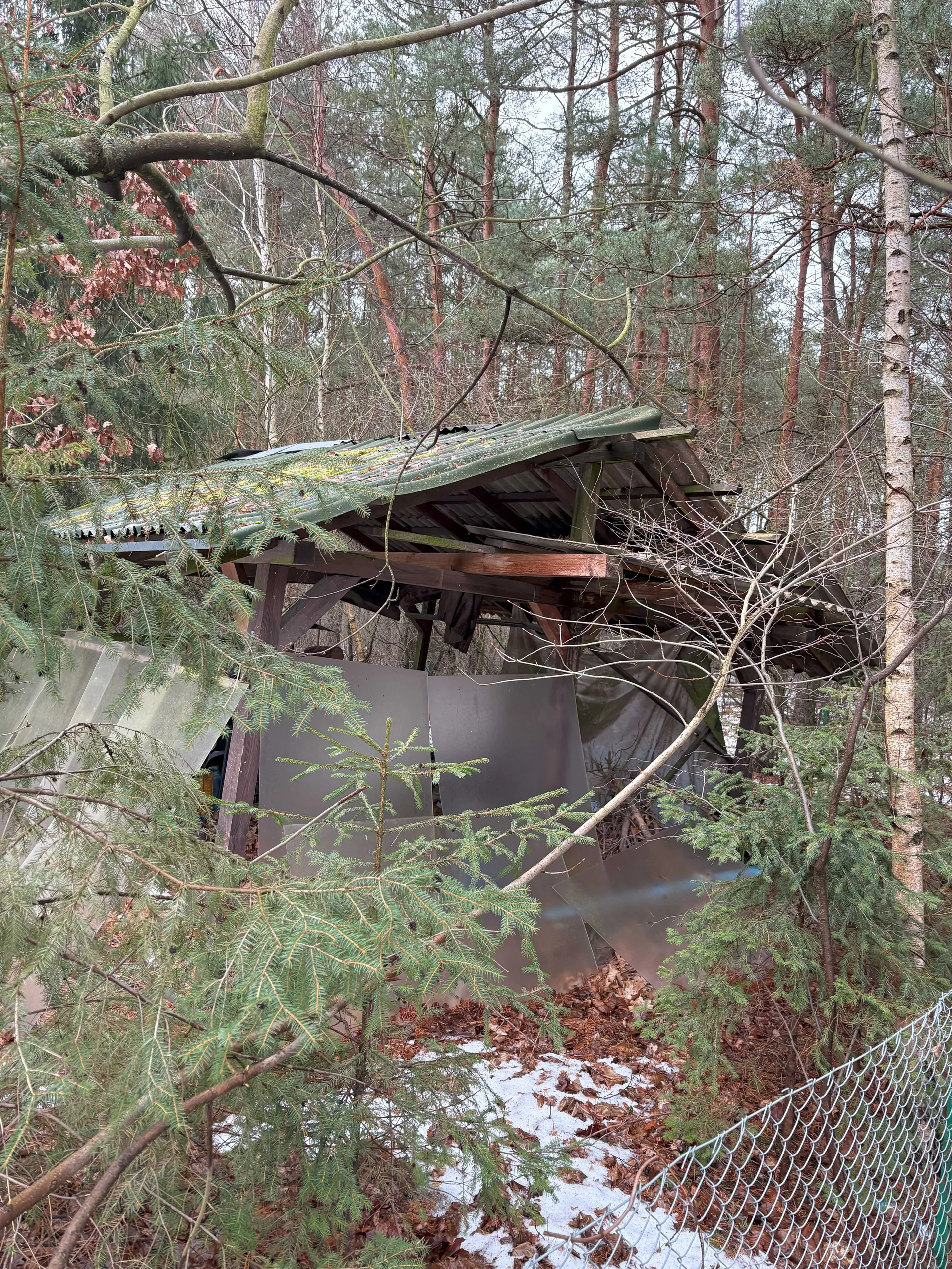 Zniszczona drewniana konstrukcja z metalowym dachem w lesie. Dach jest częściowo zawalony, z widocznymi zielonymi blachami i drewnianymi belkami. Konstrukcja otoczona jest przez drzewa iglaste i liściaste, na ziemi leży śnieg i opadłe liście. W prawym dolnym rogu widoczny jest fragment siatki ogrodzeniowej. Tło stanowią wysokie drzewa z rzadkim podszyciem.
