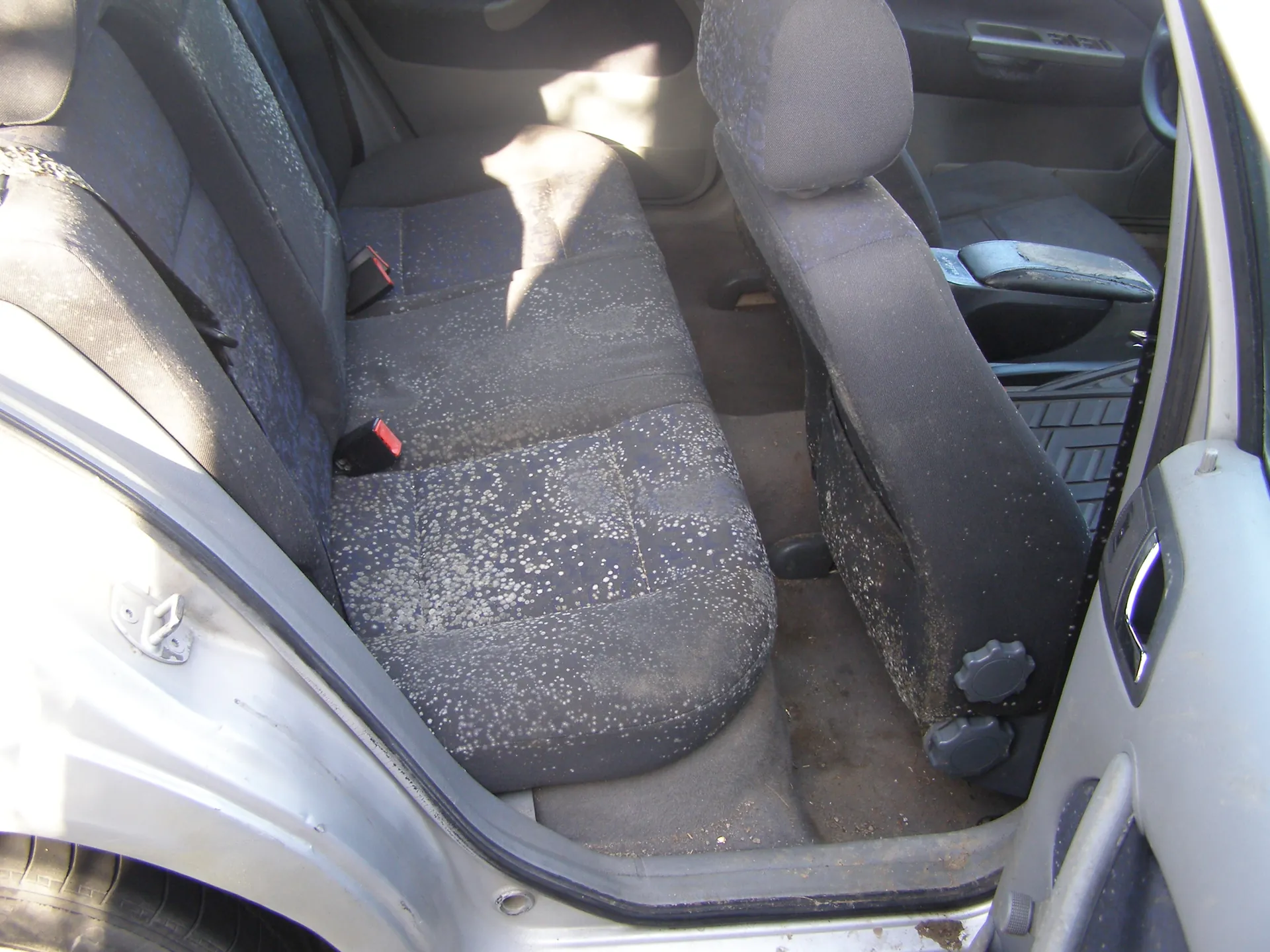 Wnętrze samochodu z widocznymi tylnymi siedzeniami o ciemnym kolorze z białymi plamami. Widoczne są czarne pasy bezpieczeństwa z czerwonymi elementami, otwarte drzwi samochodu z srebrną obudową oraz brudna podłoga. Przednie siedzenie i fragment kierownicy są widoczne w tle. Wnętrze wydaje się zabrudzone.