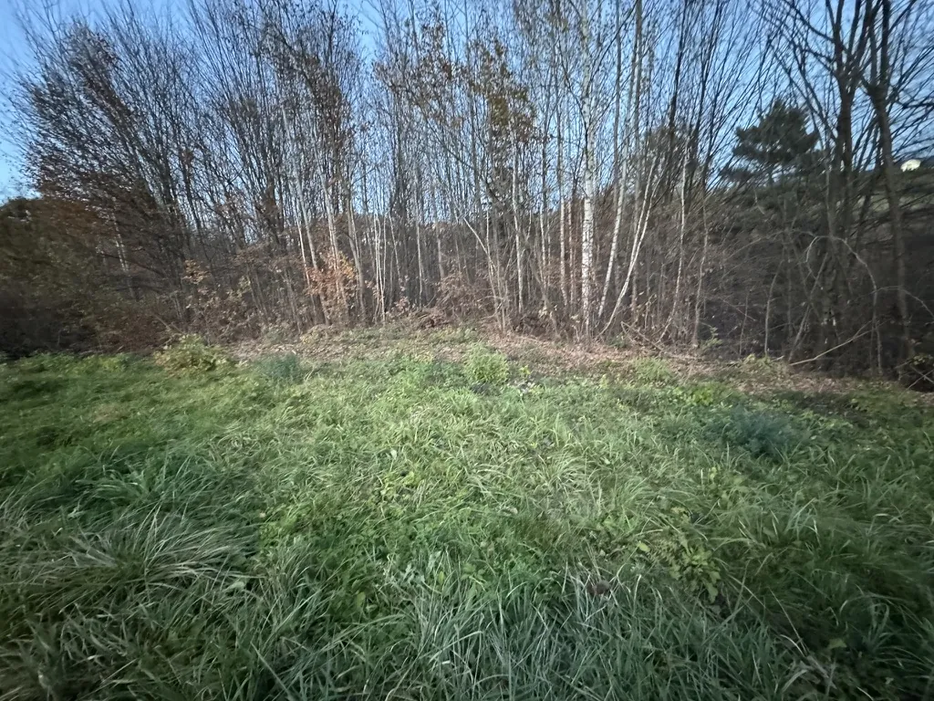 Zdjęcie przedstawia trawiastą łąkę z gęstą, zieloną trawą w pierwszym planie. W tle widoczny jest las z wysokimi drzewami, część z nich ma liście, inne są bezlistne. Niebo jest jasne i bezchmurne. Brak czytelnego tekstu lub innych obiektów.