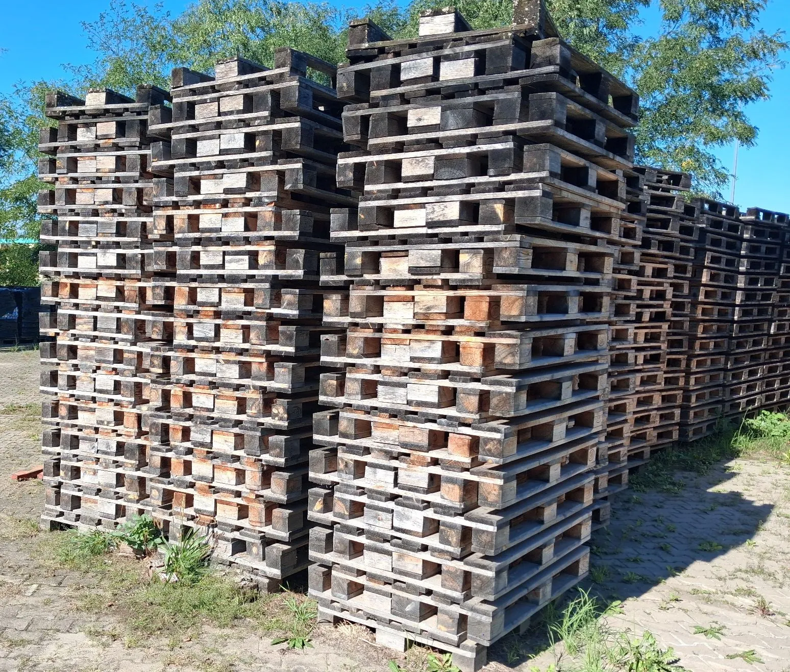 Wysokie stosy drewnianych palet ułożonych obok siebie na zewnątrz na utwardzonym podłożu z kępkami trawy. Palety są ciemnobrązowe, zużyte i ułożone w kilku wysokich kolumnach. W tle widoczne są zielone liście drzew oraz jasnoniebieskie niebo.