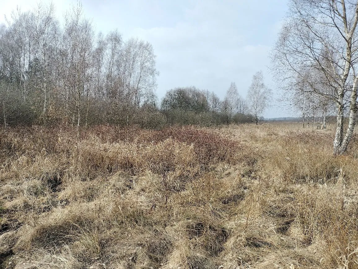 Krajobraz polany w okresie wczesnowiosennym lub jesiennym. Na pierwszym planie znajduje się wyschnięta, żółto-brązowa trawa i niskie, bezlistne krzewy. W tle widoczna jest linia drzew, głównie brzóz o białej korze, pozbawionych liści. Niebo jest jasne, lekko zachmurzone.