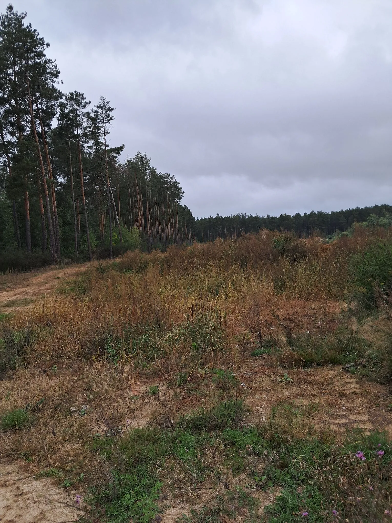 Krajobraz z polaną porośniętą suchą, brązową trawą i niską roślinnością. Po lewej stronie znajduje się rząd wysokich, smukłych sosen, a w oddali widać linię lasu pod zachmurzonym, szarym niebem.