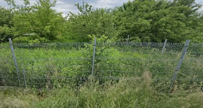 Zdjęcie przedstawiające metalowy płot z siatki, który oddziela obszar z gęstą, zieloną roślinnością i trawą na pierwszym planie od ściany gęstych, zielonych drzew i krzewów w tle. Niebo nad drzewami jest lekko zachmurzone.